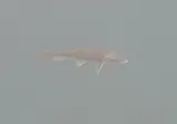 Gray Redhorse, photographed in Texas