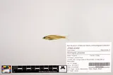 Swallowtail Shiner, photographed in Virginia