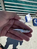 Broad-striped Anchovy, photographed in Florida