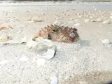 Striped Burrfish, photographed in Florida