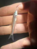 Shoal Chub, photographed in Illinois