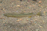 Mountain Mullet, photographed in Basse-Terre