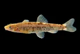 Loach Minnow, photographed in New Mexico