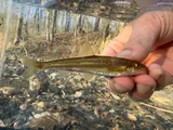 Riffle Minnow, photographed in Alabama