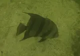Atlantic Spadefish, photographed in Florida