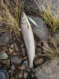 Lake Trout, photographed in Ontario