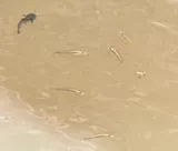 Gila Topminnow, photographed in Arizona