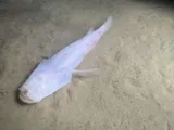 Northern Cavefish, photographed in Kentucky