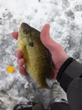 Bluegill, photographed in Michigan