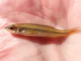 Blacknose Shiner, photographed in Ontario
