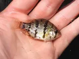Blackbanded Sunfish, photographed in New Jersey