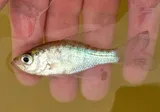 White Crappie, photographed in Texas