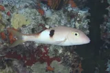Blackspot Goatfish, photographed in Northern