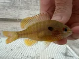 Longear Sunfish, photographed in Arkansas