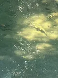 Klamath Smallscale Sucker, photographed in California