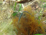 Gulf Pipefish, photographed in Florida