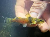 Frecklebelly Madtom, photographed in Mississippi