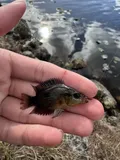 Salvin's Cichlid, photographed in Florida
