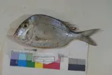 Knobbed Porgy, photographed in Florida