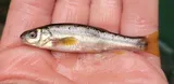 Allegheny Pearl Dace, photographed in Maryland