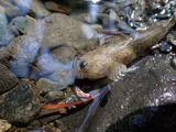 Coastrange Sculpin, photographed in British Columbia