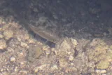 Goldspotted Killifish, photographed in Florida