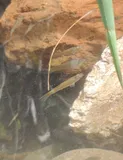 Shortfin Molly, photographed in San José
