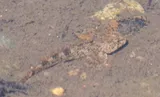 Paiute Sculpin, photographed in California