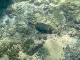 Spotted Boxfish, photographed in Matara