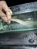 Spotfin Spiny Eel, photographed in Florida