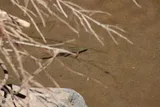 Virgin Chub, photographed in Utah