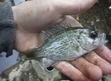 Roanoke Bass, photographed in North Carolina