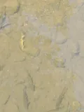 Sacramento Sucker, photographed in California