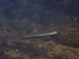 Bridled Darter, photographed in Georgia