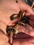 Least Madtom, photographed in Tennessee