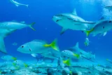 Blackfin Snapper, photographed in Quintana Roo