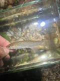 Stippled Studfish, photographed in Alabama