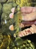 Arkansas Saddled Darter, photographed in Arkansas