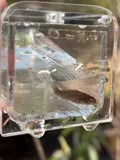 Everglades Pygmy Sunfish, photographed in Florida