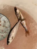 Coho Salmon, photographed in Alaska