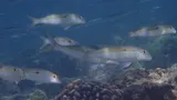 Samoan Goatfish, photographed in Hawaii