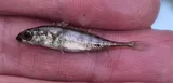 Ninespine Stickleback