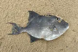 Gray Triggerfish, photographed in Poitou-Charentes