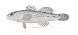 Tuscumbia Darter, photographed in Alabama