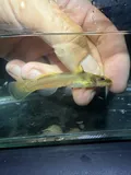 Elegant Madtom, photographed in Kentucky