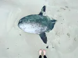 Sharptail Mola, photographed in South Carolina
