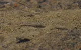 Plains Killifish, photographed in Texas