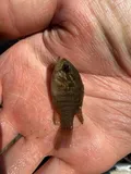 Banded Sunfish, photographed in North Carolina