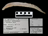 Arctic Lamprey