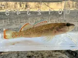 Redfin Darter, photographed in Arkansas